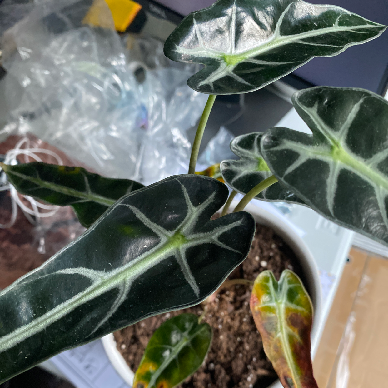 Green Velvet Alocasia plant with dark green leaves and visible soil. Some leaves show yellowing and browning.
