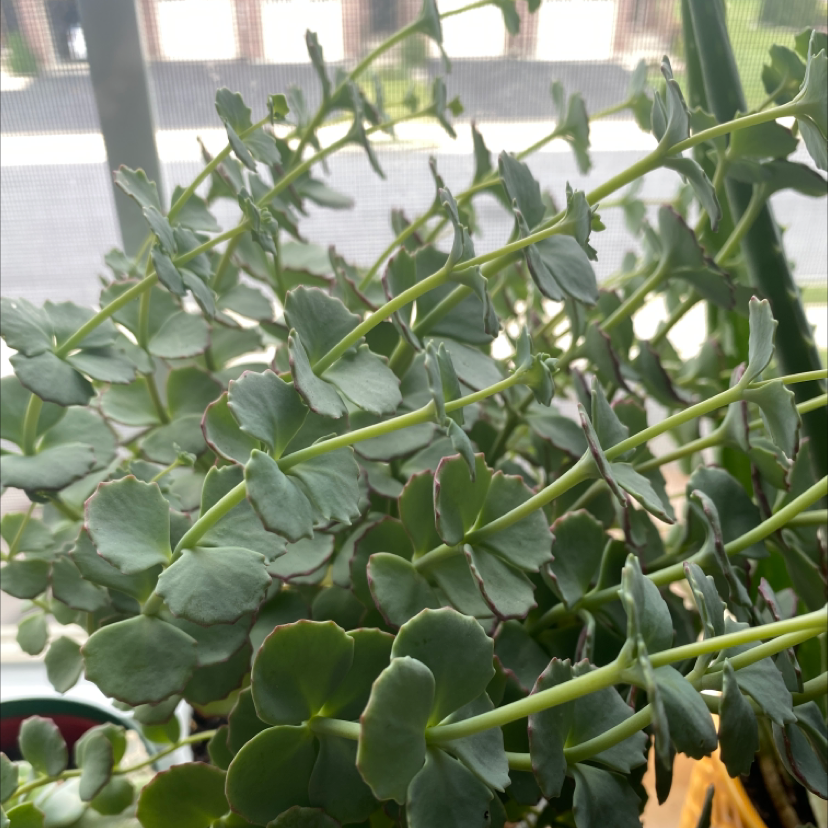 Image of an October Daphne plant with healthy green leaves.