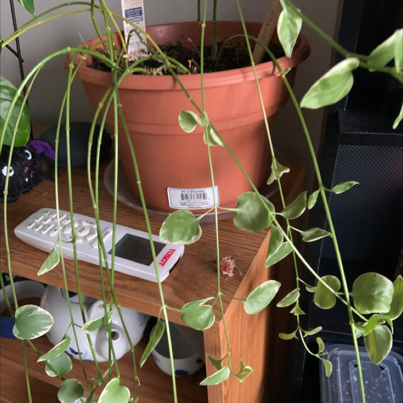 Healthy Greater Periwinkle plant with lush green leaves in a terracotta pot, surrounded by gardening supplies.