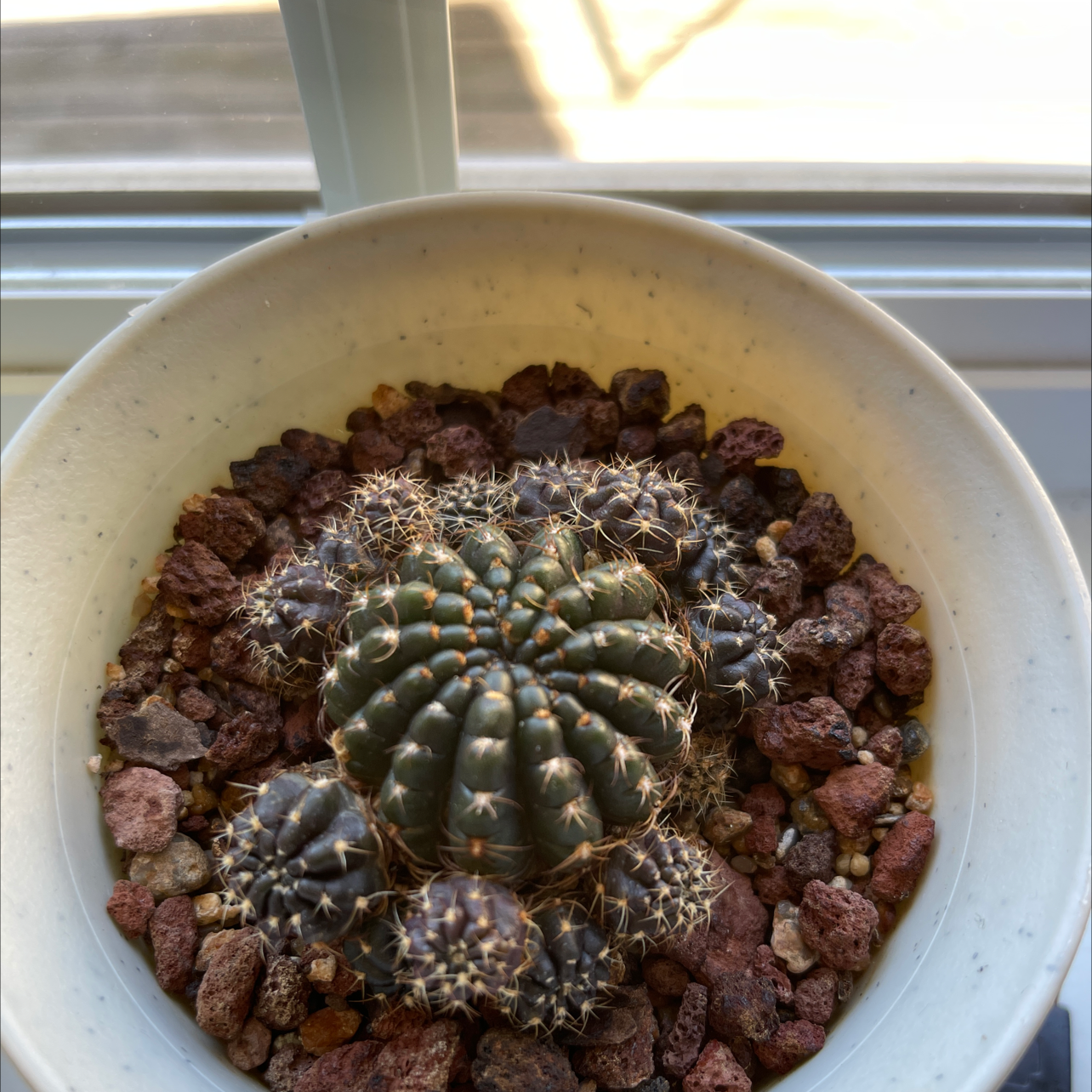 Goat's Horn Cactus in a pot with rocky soil, well-framed and healthy.