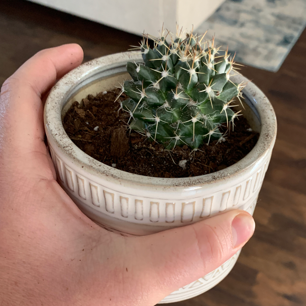 A healthy Mexican Pincushion cactus in a white pot, held by a hand.