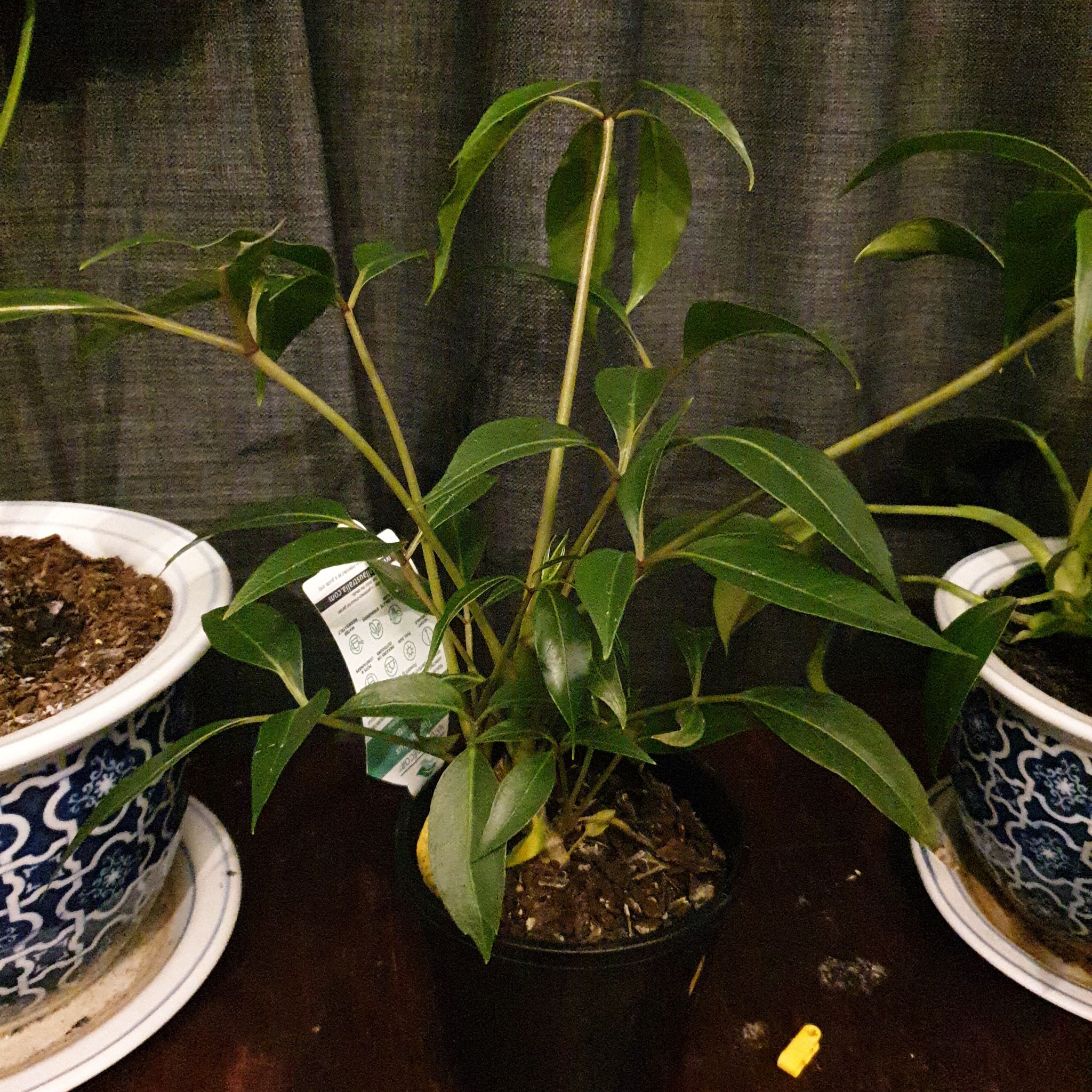 Photo of the plant species Umbrella Tree by @NewYuzu named Laurel on Greg, the plant care app