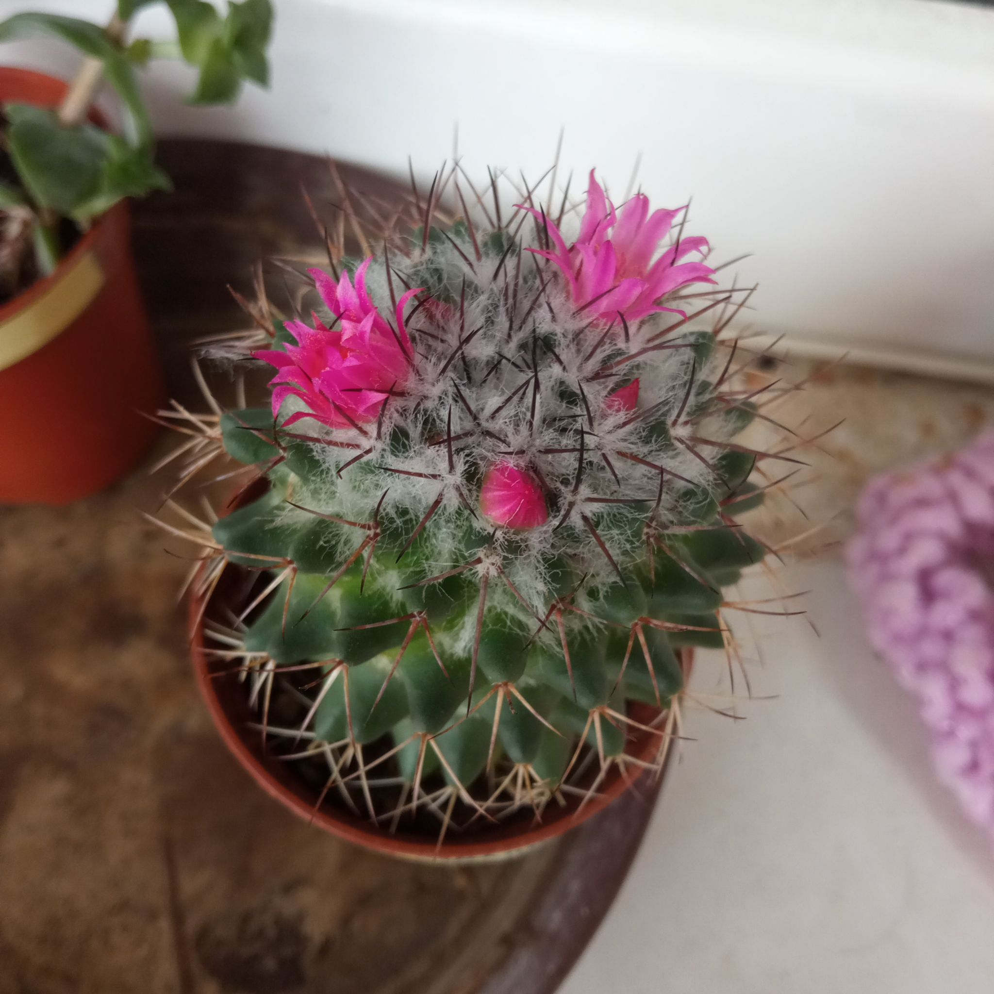 Mammillaria Polythele cactus with pink flowers, healthy and well-focused.