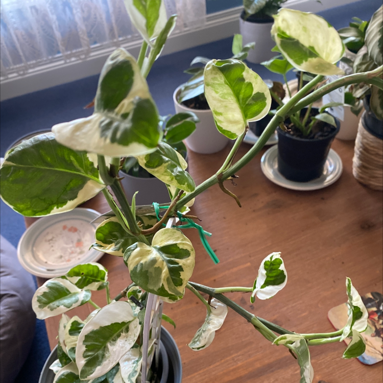 Healthy variegated Ficus elastica 'Tineke' rubber plant with large green and white patterned leaves, on a wooden table by a window.