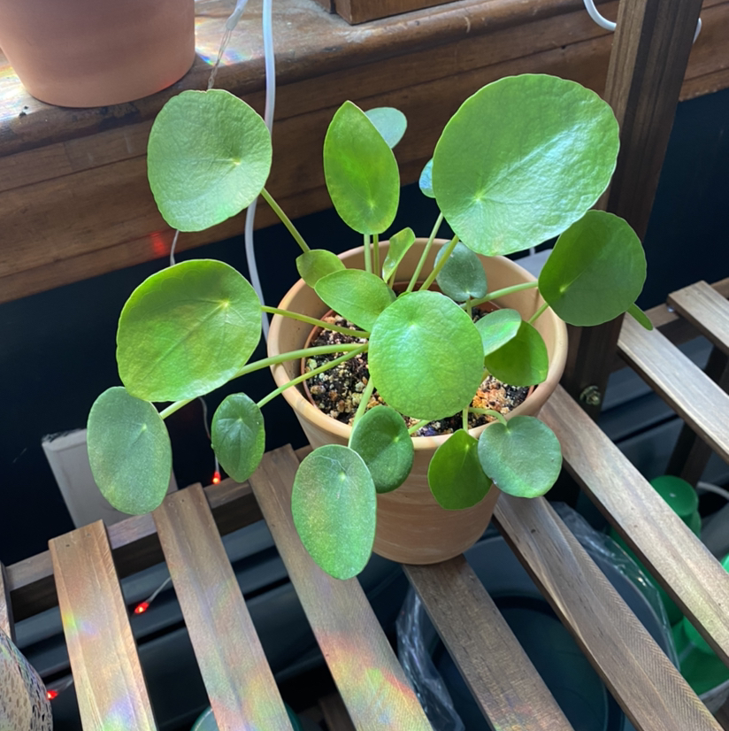 Chinese Money Plant plant photo by @Cassandralouise named Copper on Greg, the plant care app.