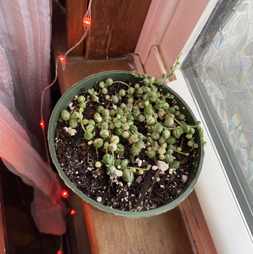 Variegated String of Pearls plant in a pot on a windowsill with visible soil.