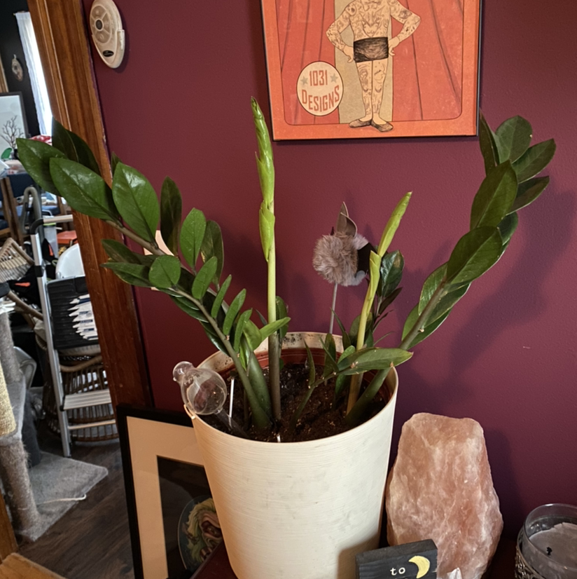 Zamioculcas Zamiifolia plant photo by @Cassandralouise named Zz plant on Greg, the plant care app.