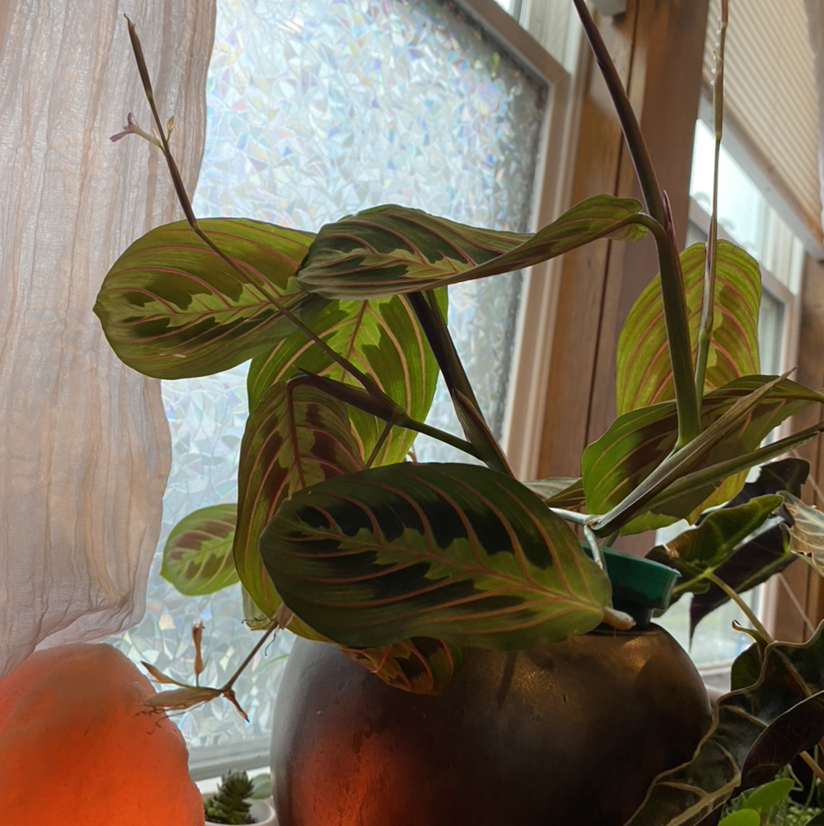 Green Prayer Plant plant photo by @Cassandralouise named Madonna on Greg, the plant care app.