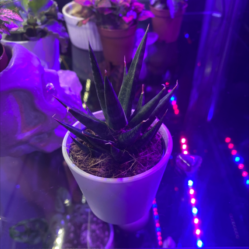 Cape Aloe plant in a white pot under artificial lighting with some browning at the leaf tips.
