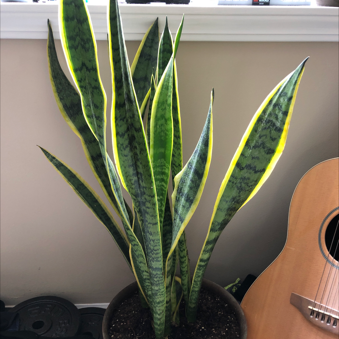 Snake Plant plant photo by @OurRetreat named Marley - east window on Greg, the plant care app.