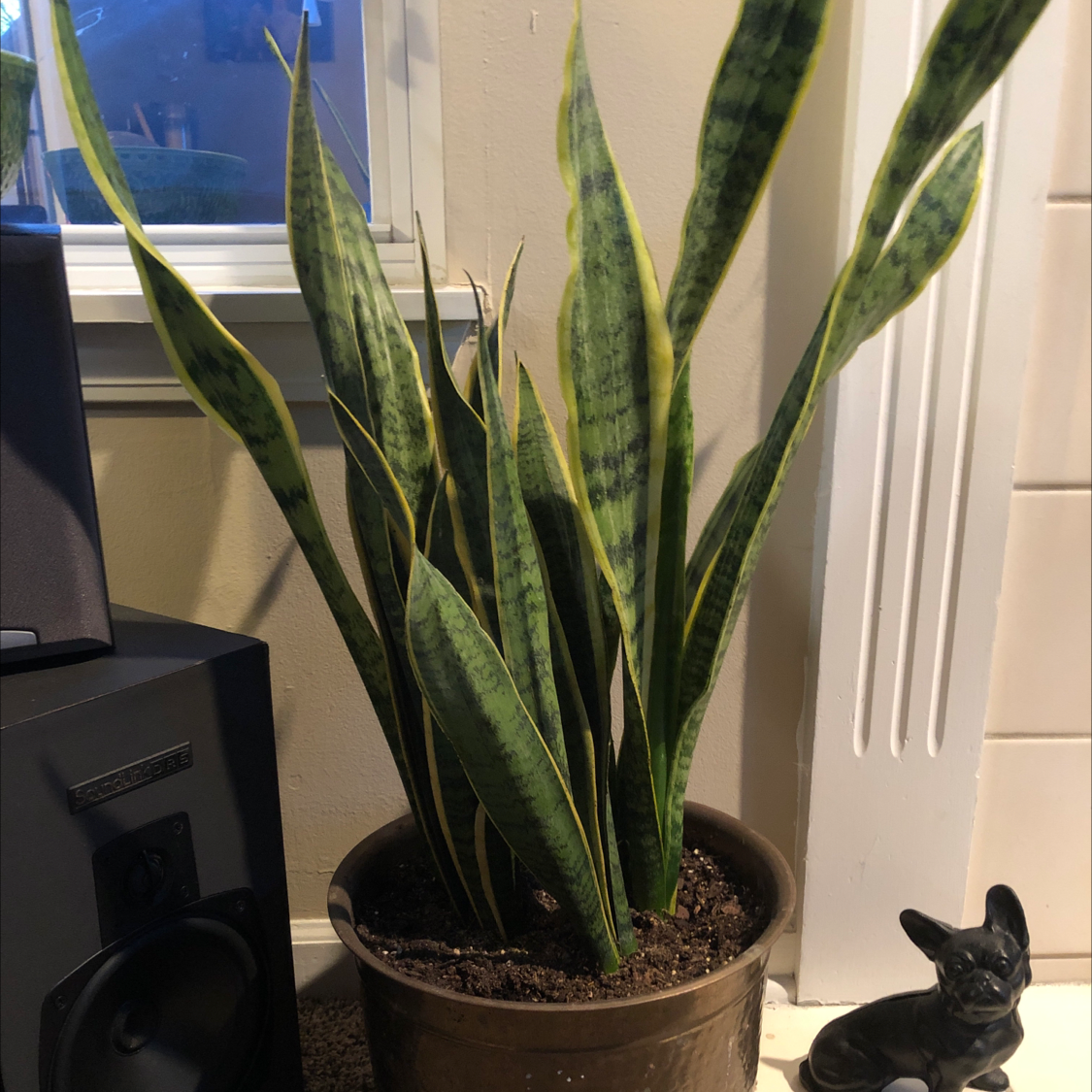 Snake Plant plant photo by @OurRetreat named Bob - west window on Greg, the plant care app.