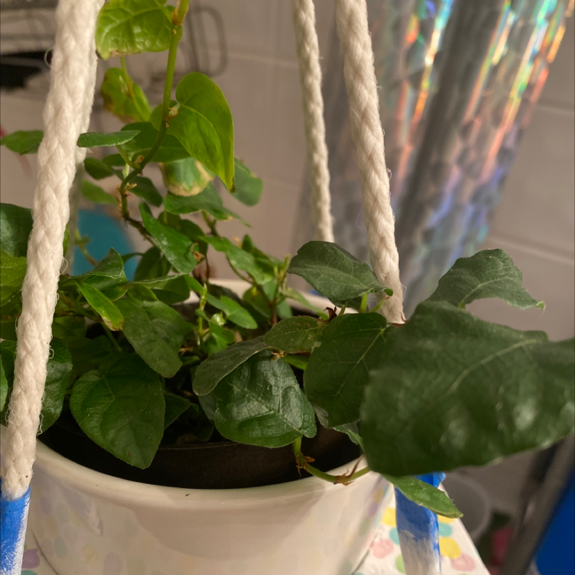 Close-up of a healthy Creeping Fig plant with glossy, heart-shaped leaves growing in a hanging white planter.