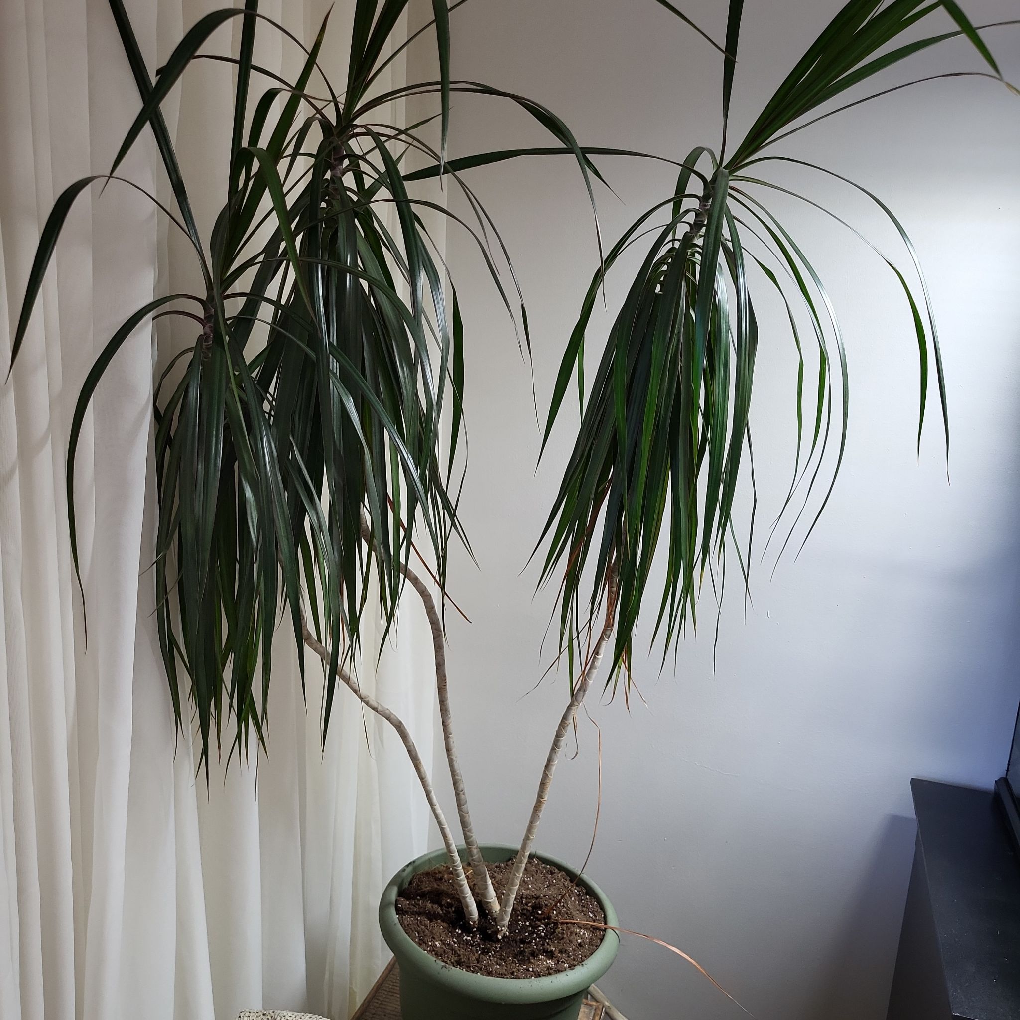 Dracaena 'Hawaiian Sunshine' plant in a pot with some browning leaf tips.