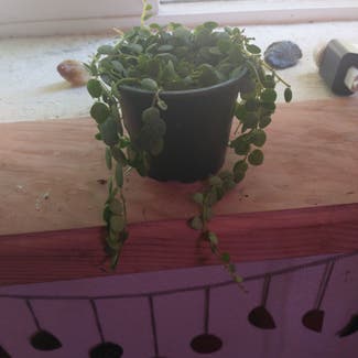 String of Turtles plant in Truckee, California