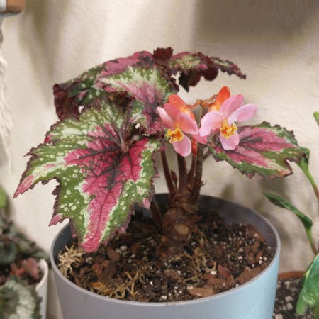 Photo of the plant species Begonia Jurassic Fire by Hotseaspurge named T Rex on Greg, the plant care app