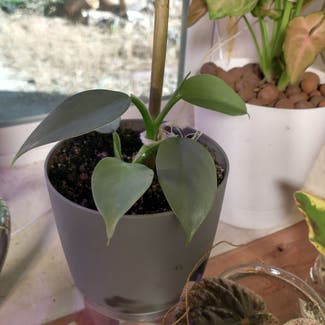 Silver Sword Philodendron plant in Truckee, California