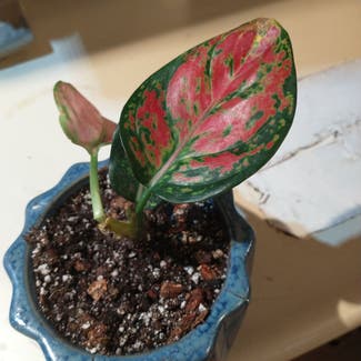Chinese Evergreen 'Wishes' plant in Truckee, California