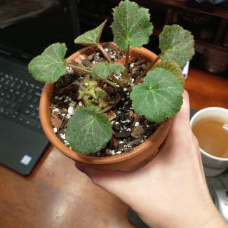 Strawberry Begonia plant in Truckee, California