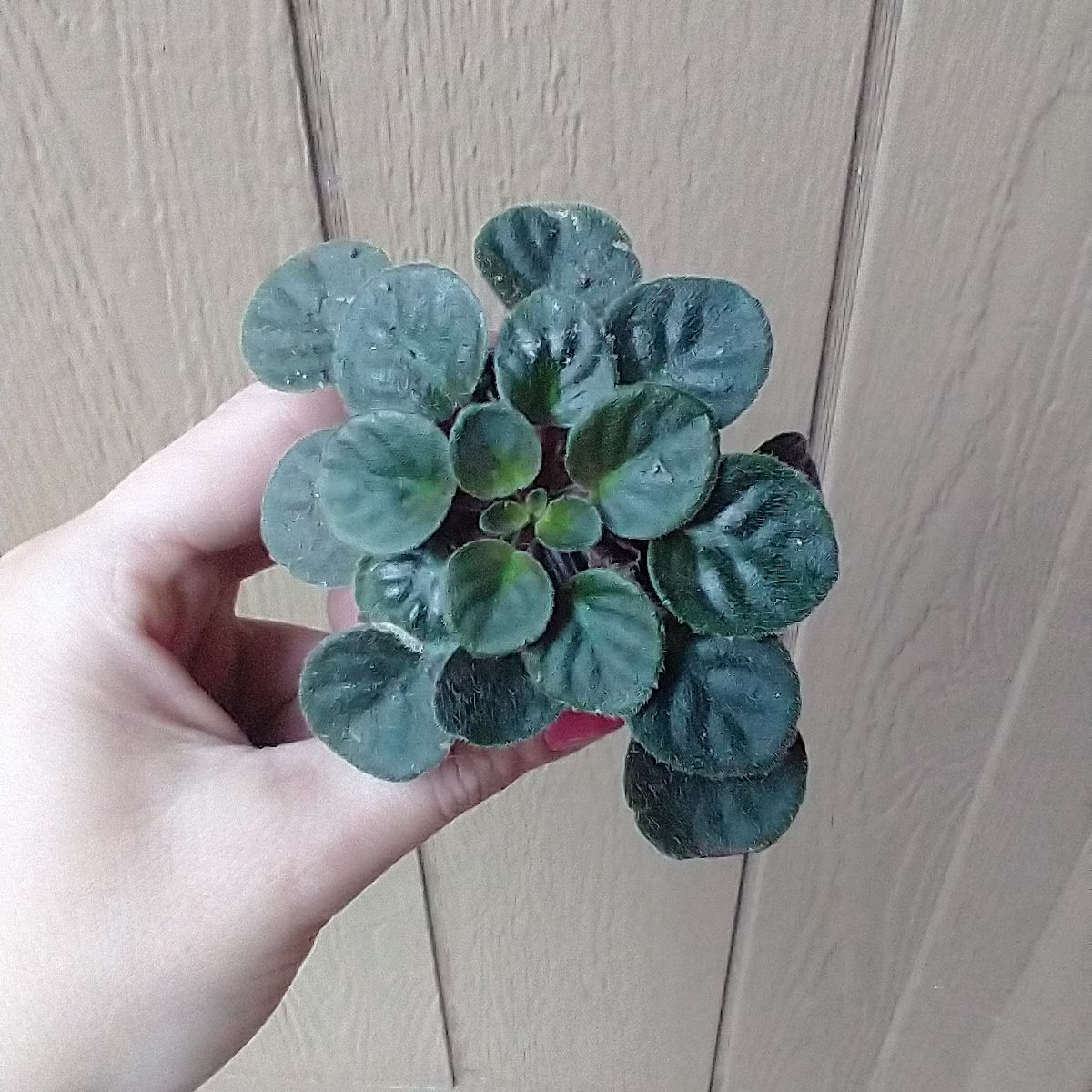 Photo of the plant species African Violet by @HotSeaspurge named BB Vi on Greg, the plant care app