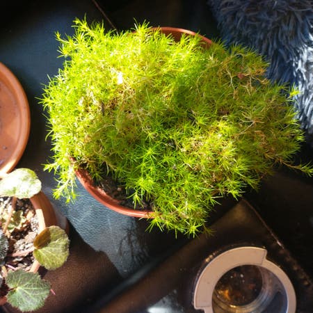 Photo of the plant species Scotch Moss by Hotseaspurge named Scottie on Greg, the plant care app
