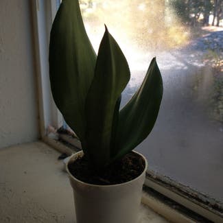 Silver Snake Plant plant in Truckee, California