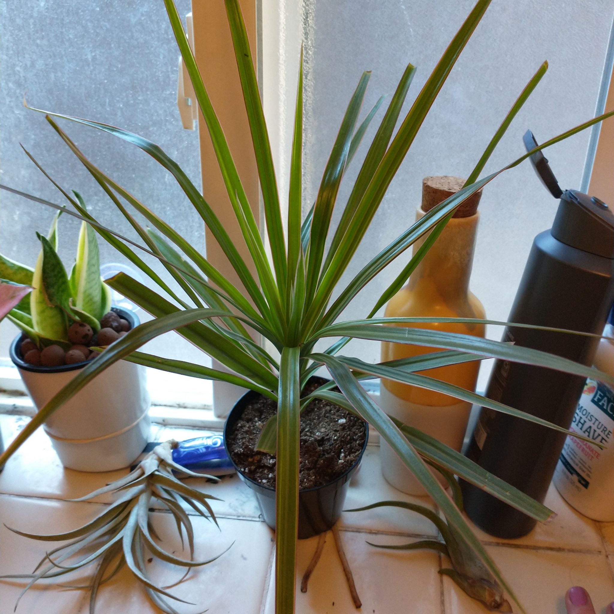 Dracaena marginata 'Bicolor' plant on a windowsill with visible soil and healthy leaves.
