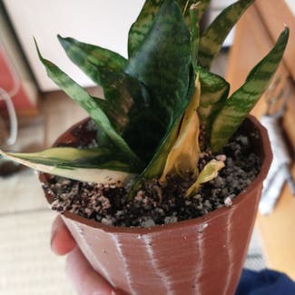 Snake Plant plant in Truckee, California