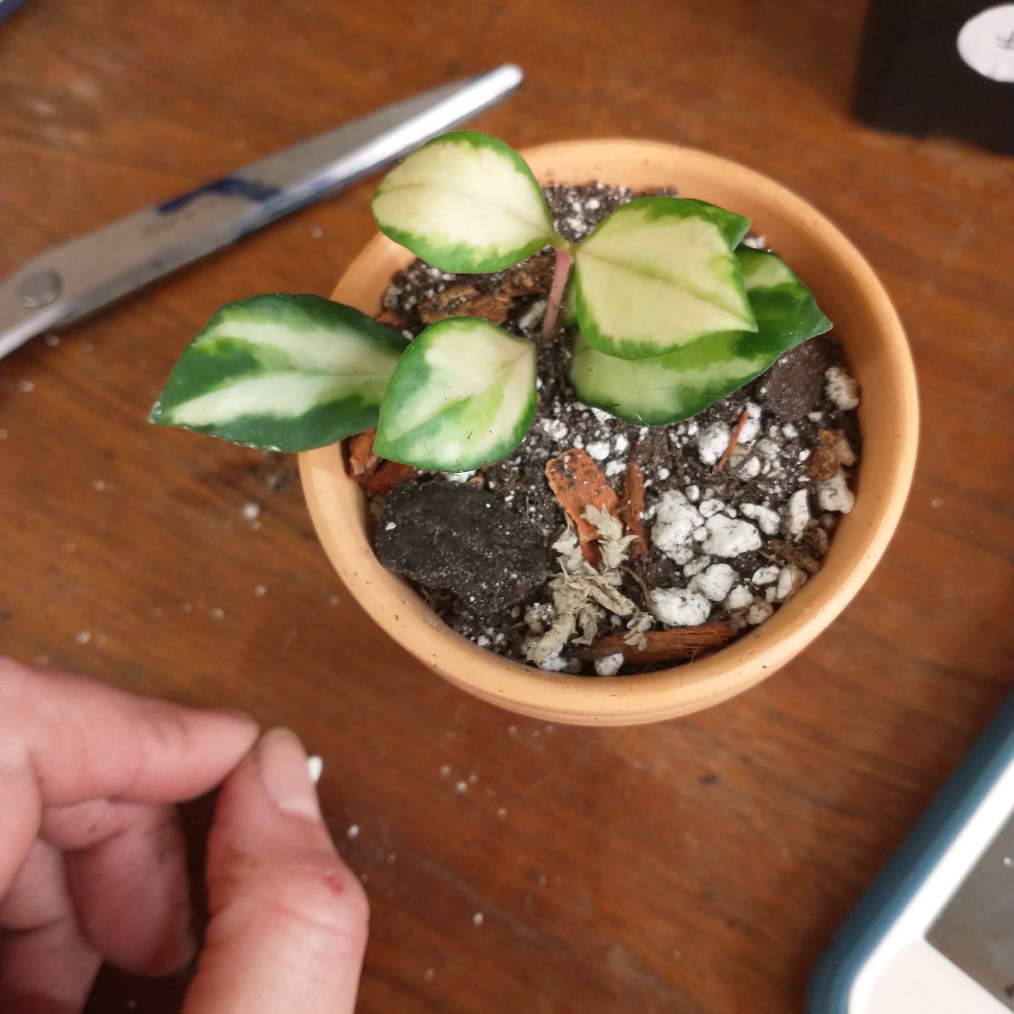 Small potted Hoya heuschkeliana plant with variegated leaves and visible soil.