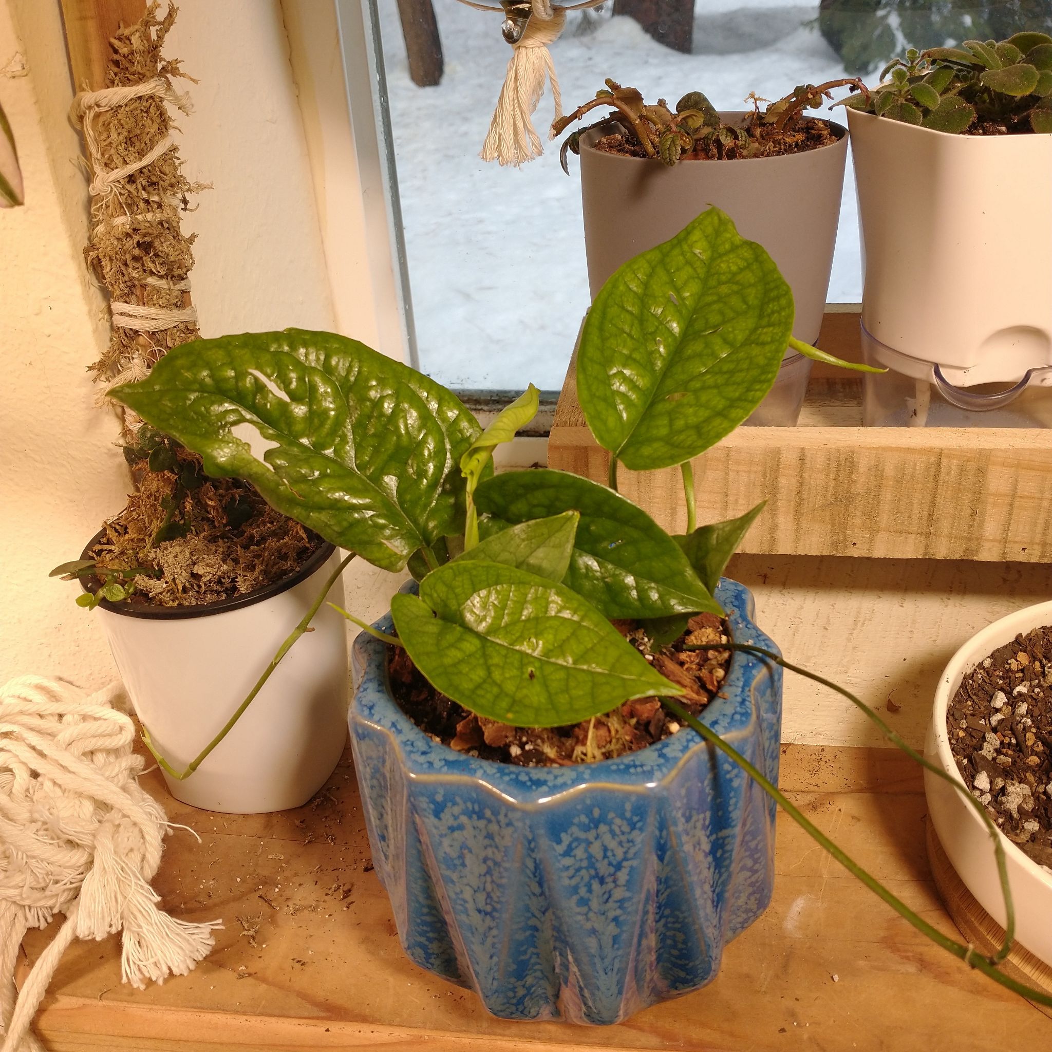Amydrium 'Spider Man' plant in a blue pot with green, textured leaves, placed indoors near a window.