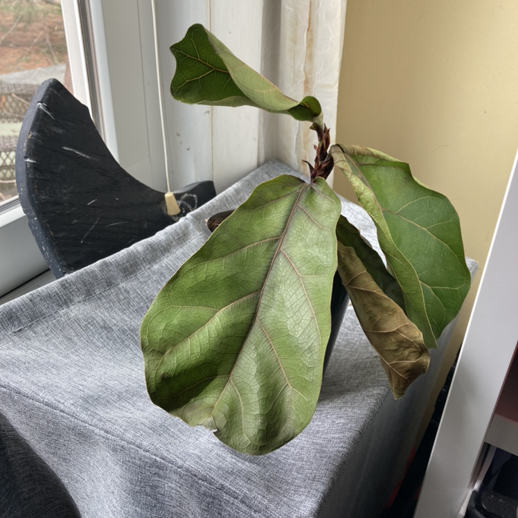 Fiddle Leaf Fig plant photo by @Kiwingelle named Maya on Greg, the plant care app.