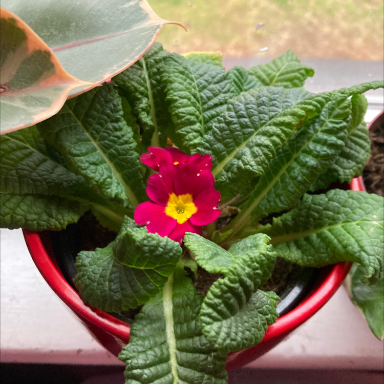 Common Primrose plant photo by @Kiwingelle named Joe on Greg, the plant care app.