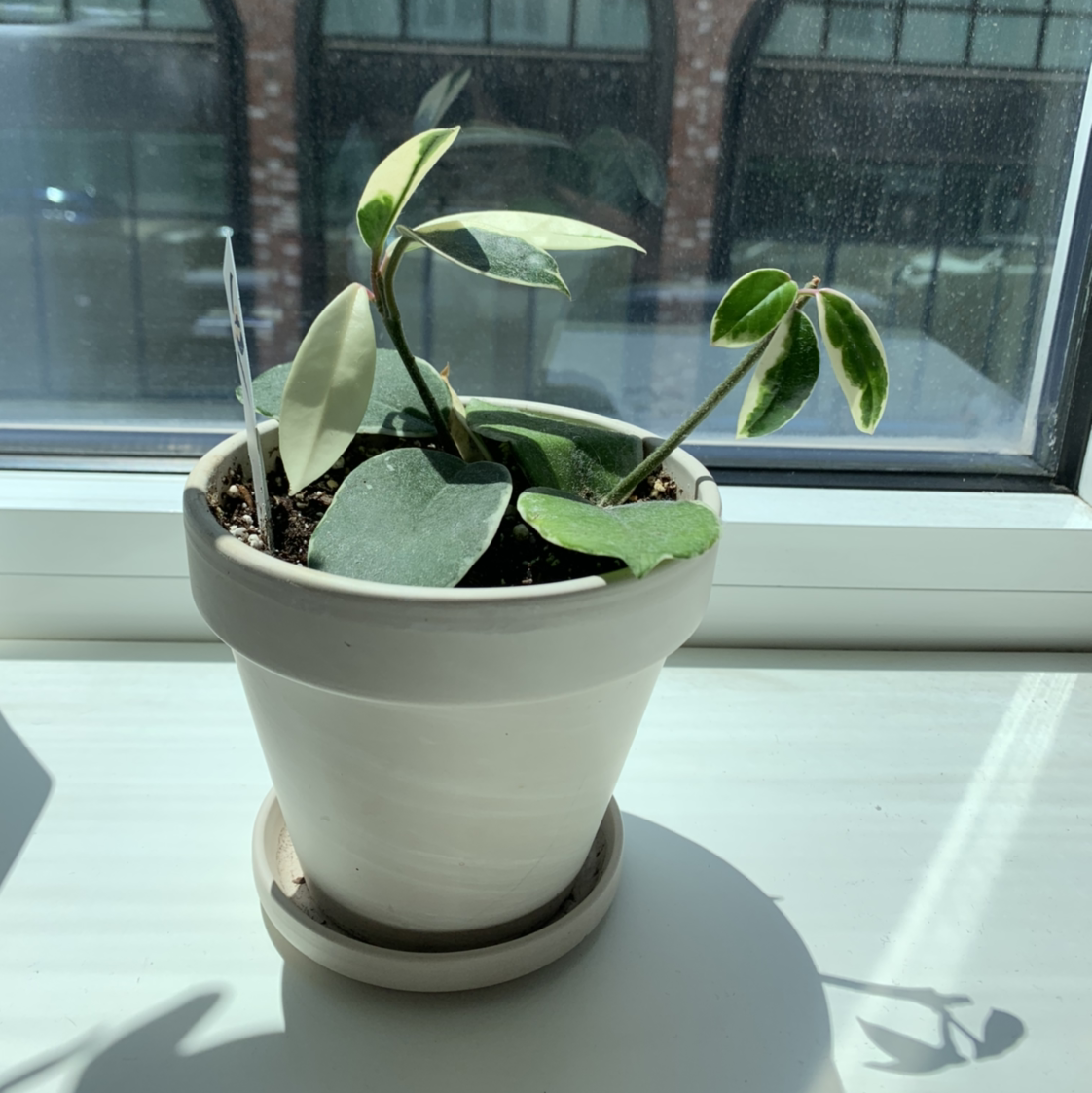 Variegated Hoya carnosa 'Compacta' in a white pot on a windowsill.