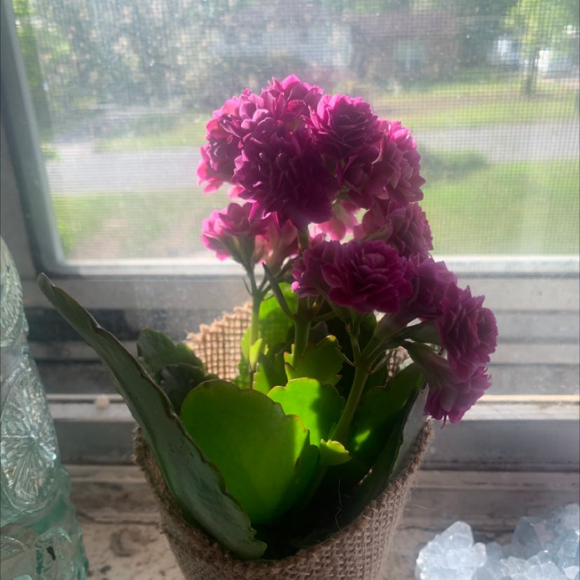 Florist Kalanchoe plant photo by Sophia named Shakira on Greg, the plant care app.
