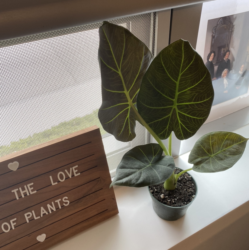 Alocasia 'Regal Shields' plant on a windowsill with healthy, dark green leaves.
