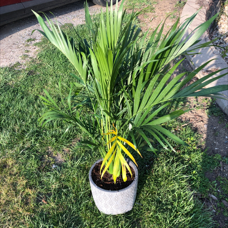 Healthy, lush cat palm plant growing in a white planter outdoors, with abundant green fronds and no signs of disease or damage.