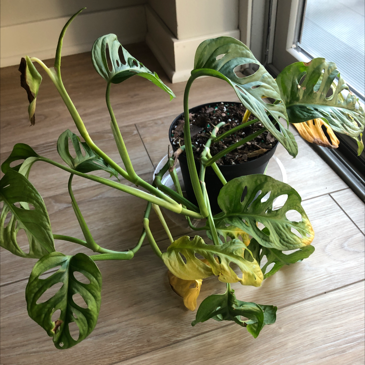 A thriving Monstera obliqua (Window Leaf) houseplant with large green leaves full of characteristic perforations and splits.