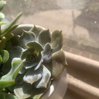 Photo of the plant species Echeveria subalpina perote by @KyaBurle named Clairo on Greg, the plant care app