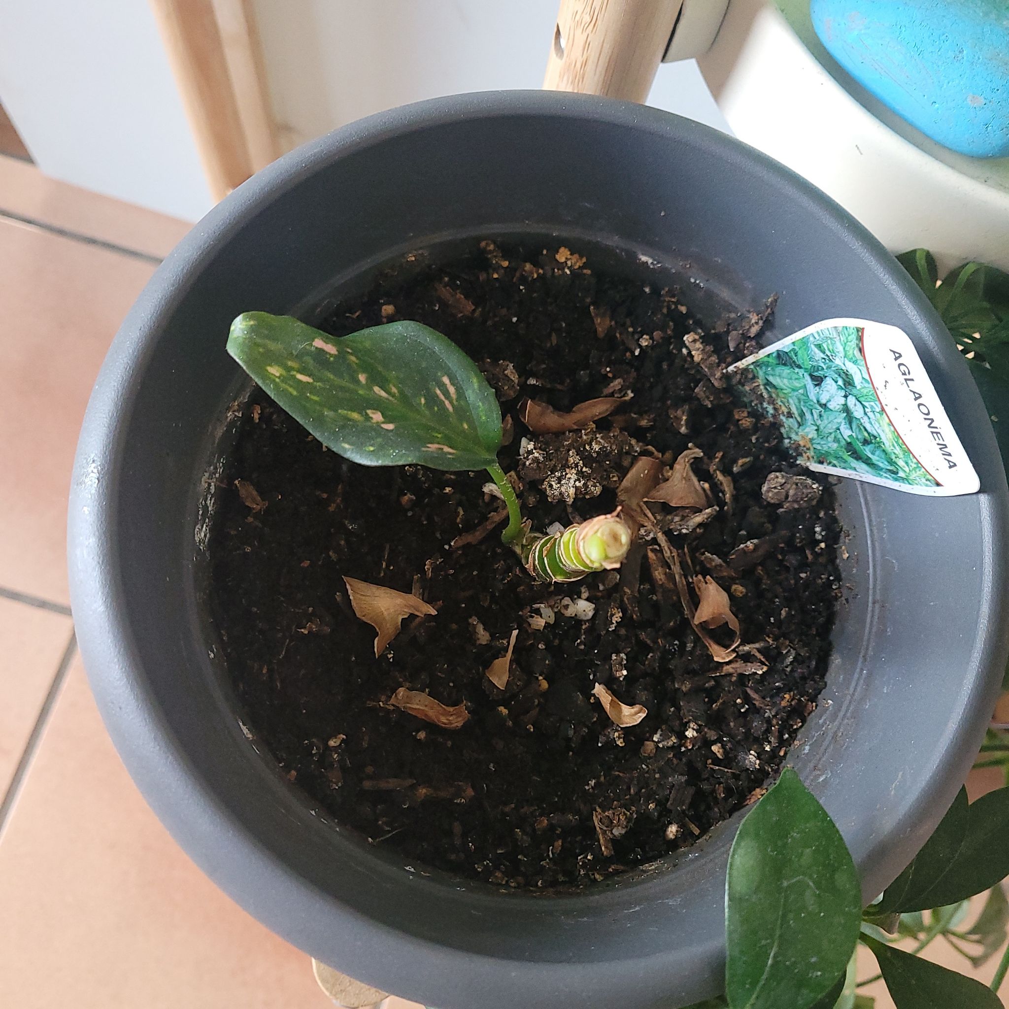 Photo of the plant species Aglaonema 'Pink Beauty' by @GrandHorminum named Athena on Greg, the plant care app