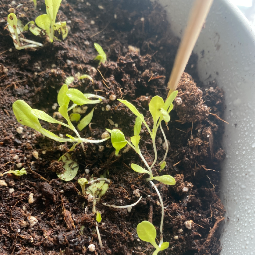 Close-up of a healthy young lettuce plant with vibrant green leaves growing in moist dark soil.