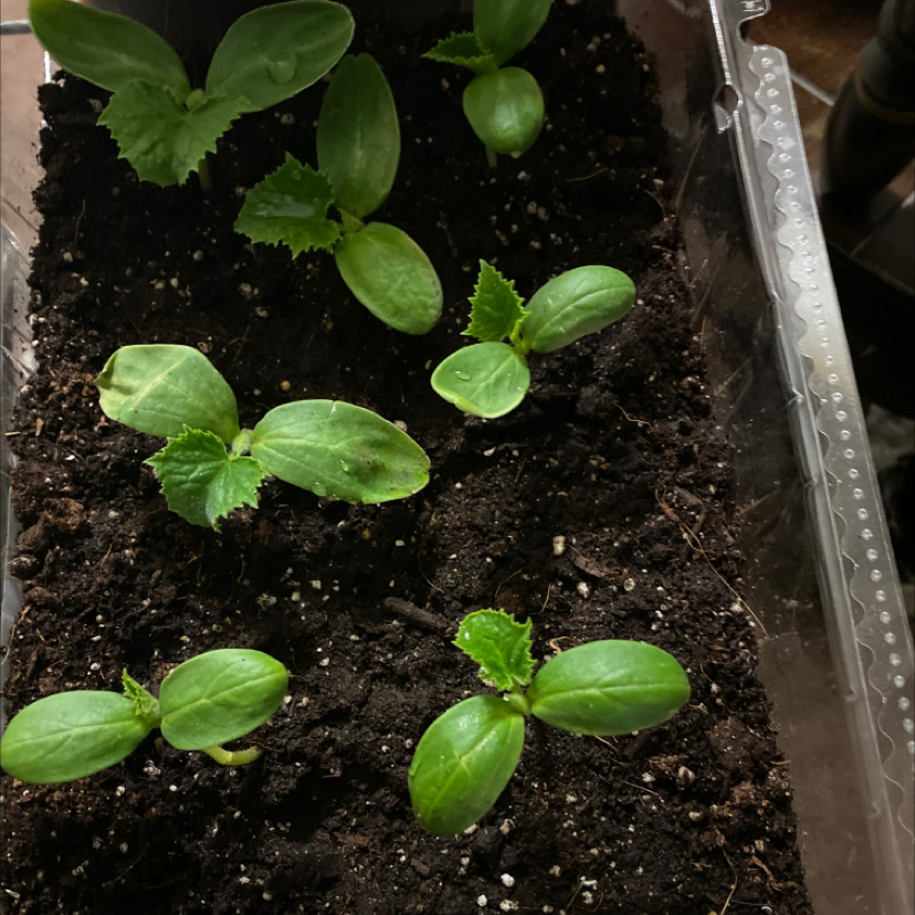 Young cucumber plants growing in a container with dark soil.