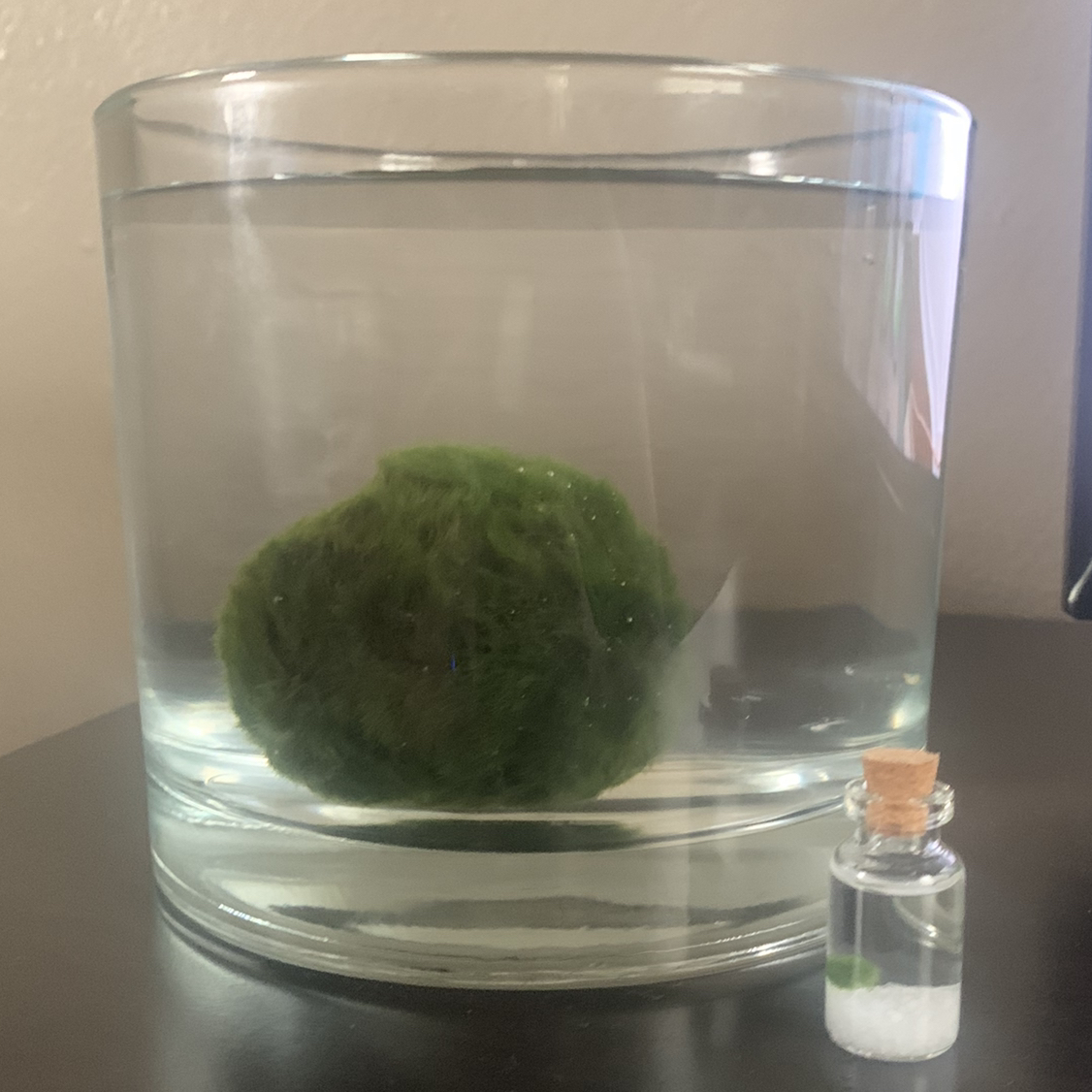 Marimo plant photo by @Kalifornia named Millie on Greg, the plant care app.