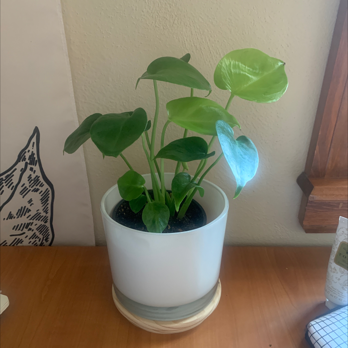Monstera plant photo by @Kalifornia named Freyja on Greg, the plant care app.