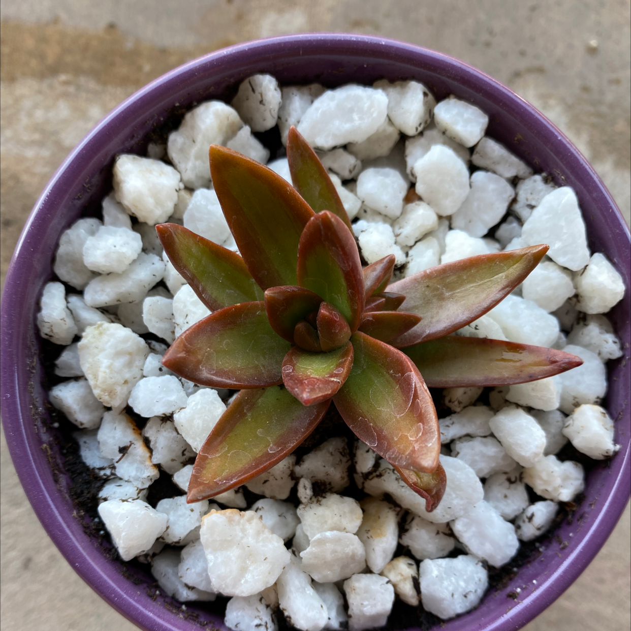 Red Pagoda plant in a purple pot with white stones, healthy appearance.