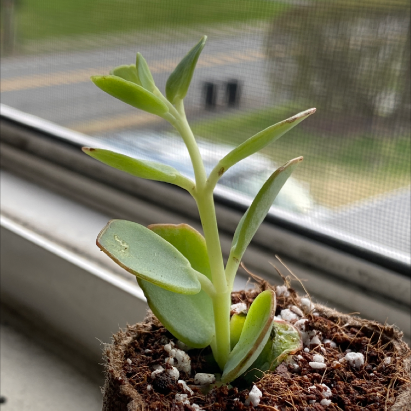 Marnier's Kalanchoe plant in a small pot with slight browning on leaf edges.