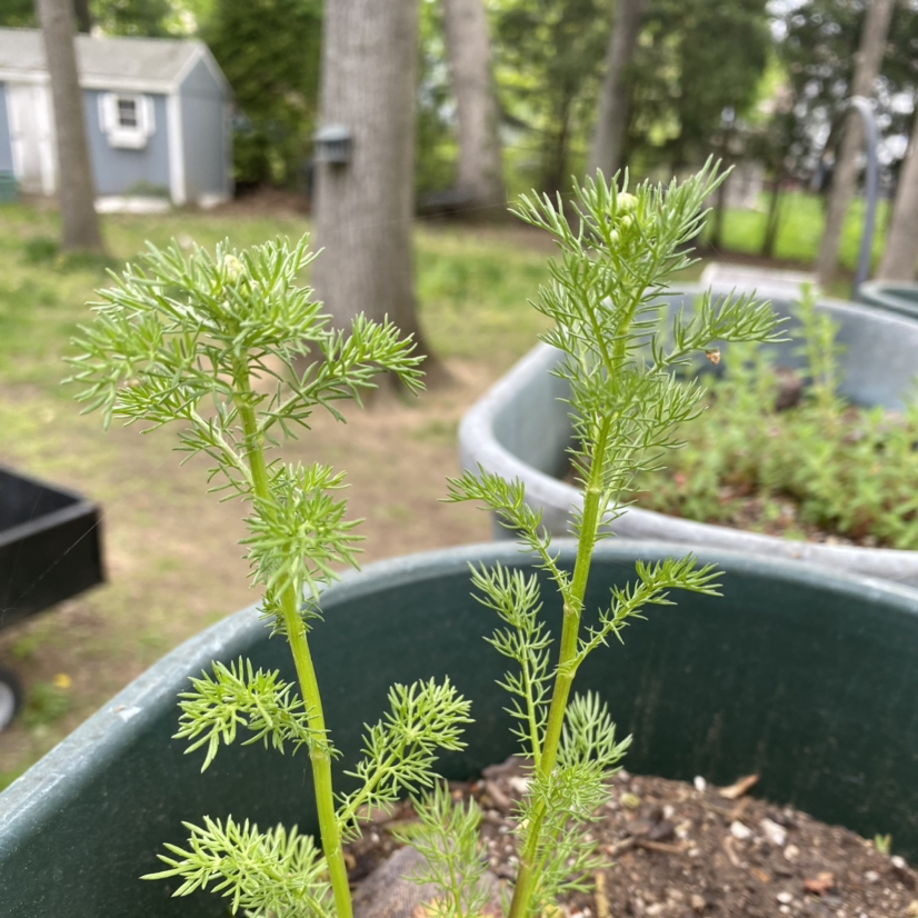 Young German Chamomile plant with feathery green leaves in a container, garden background.