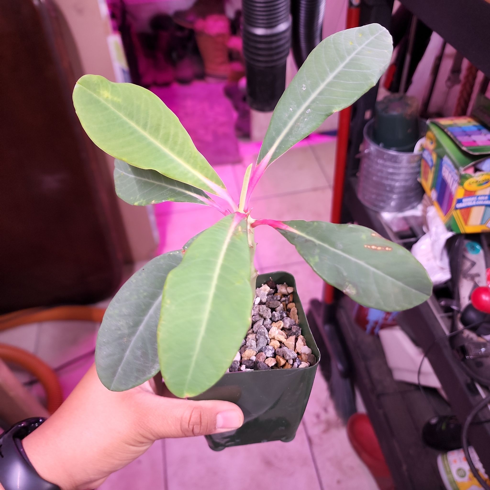 Photo of the plant species Euphorbia Viguieri by @plantlove09 named Pink on Greg, the plant care app