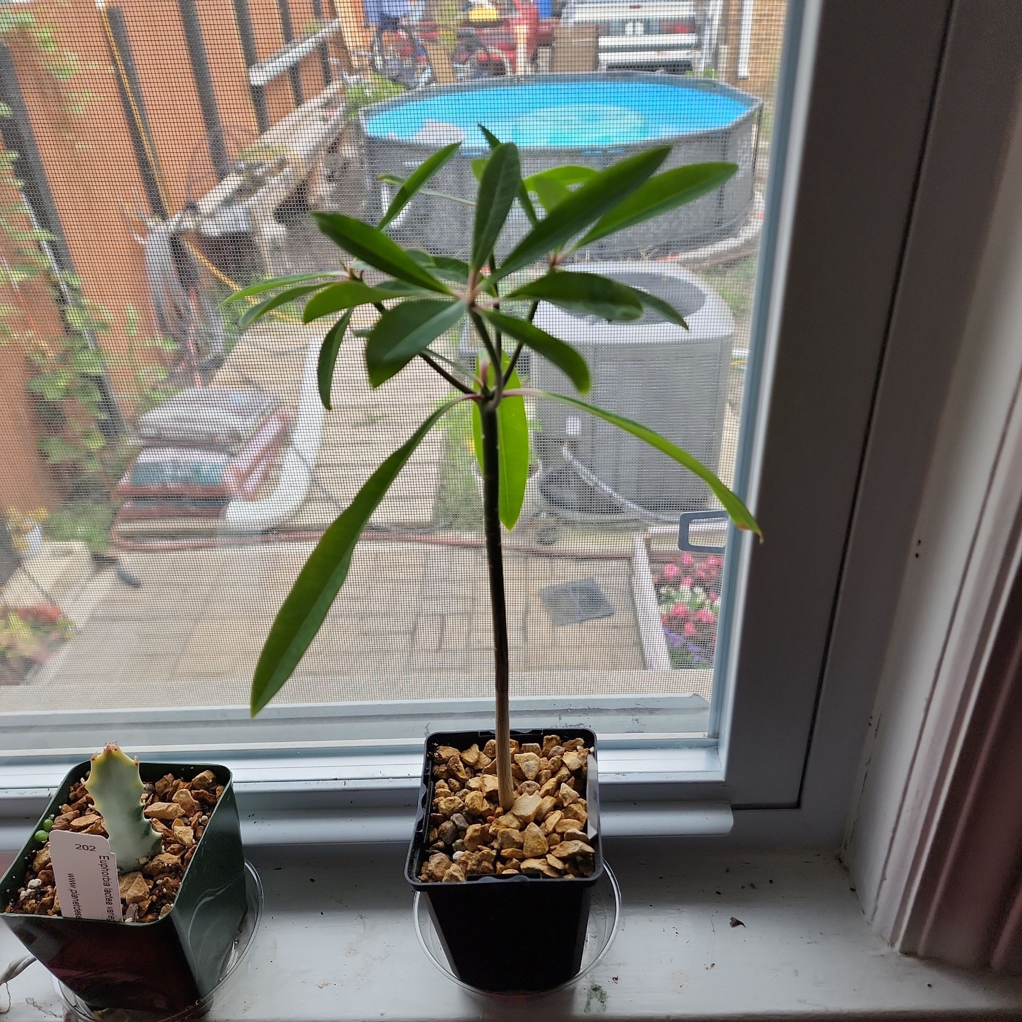 Photo of the plant species Euphorbia mahabobokensis by @plantlove09 named Winston on Greg, the plant care app