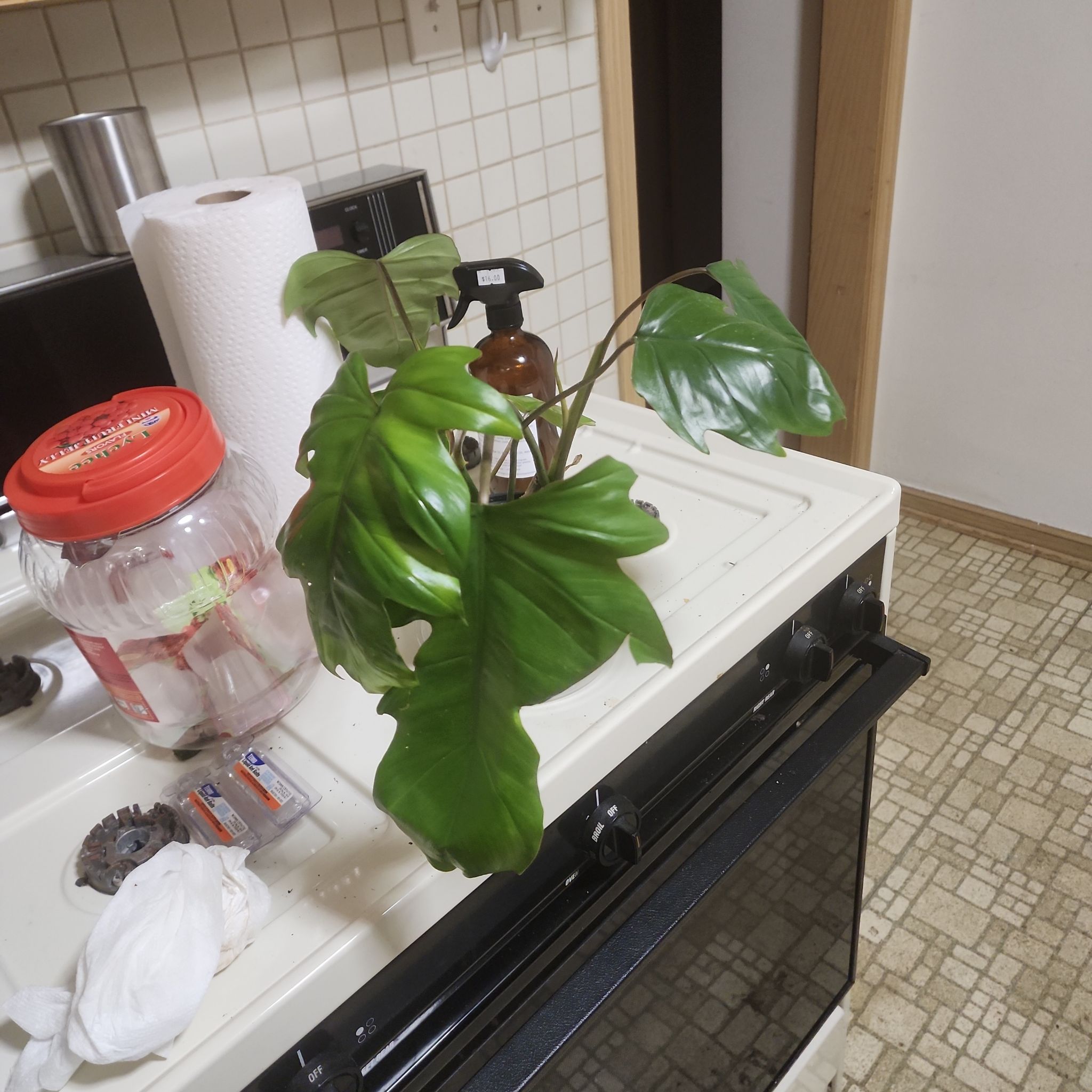 Philodendron mayoi plant on a kitchen stove with healthy green leaves.