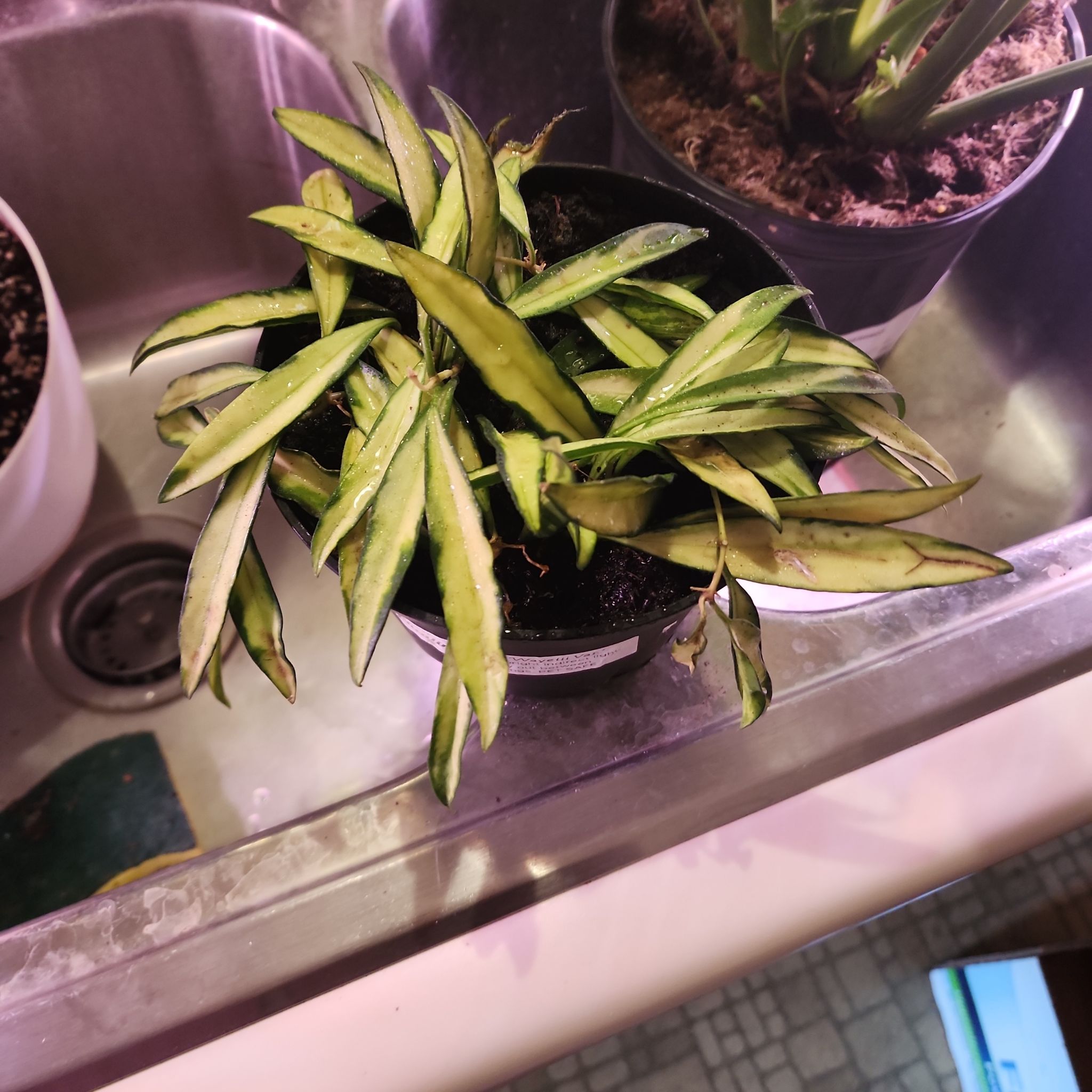 Variegated Hoya wayetii plant in a pot with some yellowing and browning leaves, placed in a sink.