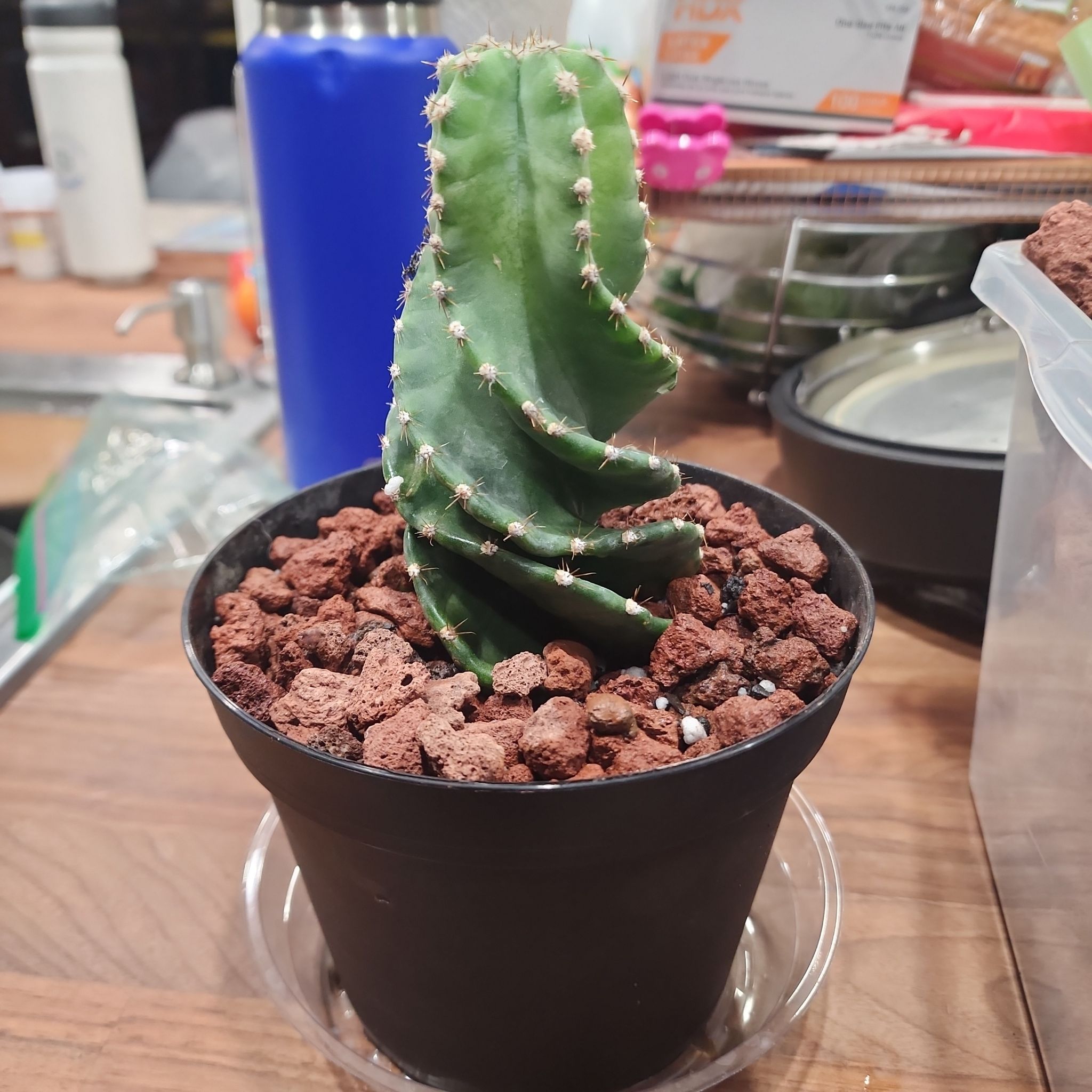 Spiral Cactus in a black pot with red rocky soil on a wooden surface.